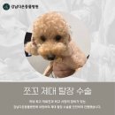제대 | 강남다온동물병원 쪼꼬 제대탈장 수술 후기