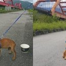 멍멍이가족 이미지