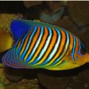 로얄피시 이미지