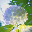 글림미디어그룹 | 사랑 명상 474