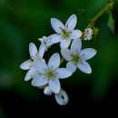 다시오마 이미지