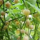 골든베리 이미지