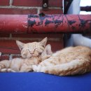 시에스타(SIESTA) 티스토리