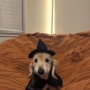 민스타푸드 | 행운지수 100! 백쪼미야!!