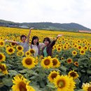 금치농장 이미지