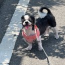 e-동물 메디컬 센터 이미지