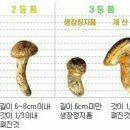 송이집