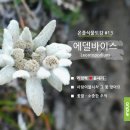 에델바이스화원 이미지