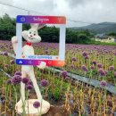 충남대학교 평화안보대학원 이미지