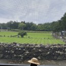 패밀리만두 | 2박 3일 일정 3일차] 서귀다원·절물자연휴양림·패밀리만두 후기, 날씨가 흐릴 때 즐길 수 있는 관광지