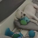 그루밍_light 이미지