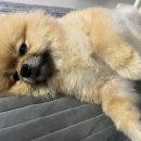 하트만 동물병원 이미지