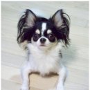 아롱이다롱이 이미지