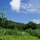 푸른잔디 이미지