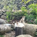 간전면사무소 | [구례 안음]구례 여행 카페 추천, 고양이들이 있는 한옥카페 내돈내산 찐 솔직후기