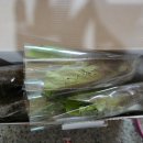 로메인 | 상추 모종 어디서 살까?｜이천 호호육묘장 청상추·로메인 모종 후기