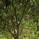 뜨락풍경 이미지