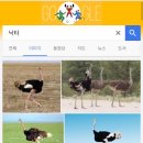 멸종위기의 "칡".jpg 이미지