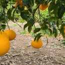 정안농장 이미지