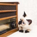 냥아 | 냥아, 오늘은 함께 듣자, 고양이가 좋아하는 음악 모음_4선