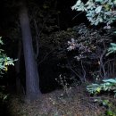 낙동정맥 20구간 개금고개.승학산. 몰운대 : 2025-11-19 이미지