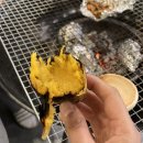 여수 스테이멍 애견펜션 이미지