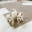 웨글웨글 이미지