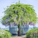 보성꽃식물원 이미지