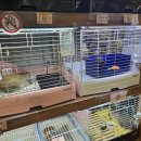오사카 반려동물 용품점 동물의숲(動物の森) JR난바역 마트 DCM 난바점 방문후기