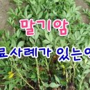 희망약초