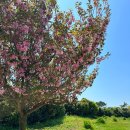 꽃지해안공원 | 태안 튤립축제(꽃지해안공원) 방문 후기