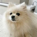 세브란스동물병원 이미지