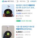 에셀리아나 청송분 튼실한 27촉 사진보다오동통해요 이미지