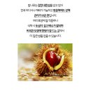 밤나무 이미지