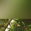 모나트리 이미지