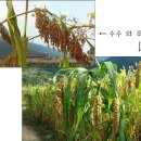 노디목 | 7.창원마을에서-종착점 금계마을까지(마지막 회)