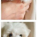 옆집강아지 이미지