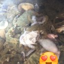 신진도드림 | 태안여행 (안면도) 연포해수욕장 그 첫번째!!-너와나펜션, 갯벌체험, 신진도어시장,바베큐파티, 밤 해루질