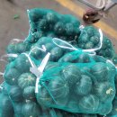 해남 미니밤호박 호박죽만들어서드셔요 이미지