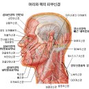 망상체와 언어질환(정태숙과 음태숙. 벙어리와 방언의 물질인 아다다) 이미지