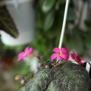 Episcia,Million Bells .. 이미지