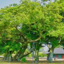 성읍리-7 이미지