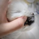 강아지양치 습관 만들기! 강아지스케일링 걱정 덜어주는 정글몬스터칫솔 내돈내산 후기