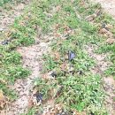 도장골농장2 이미지