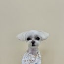 몽실몽실애견미용 이미지