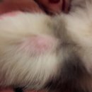 신동물병원 이미지