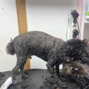 깜보살롱 이미지