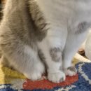 멍이와쿤이 이미지