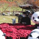 진도개천국 이미지