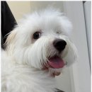 쥬만지동물의료센터 이미지